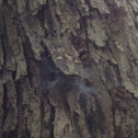 Unknown spotting