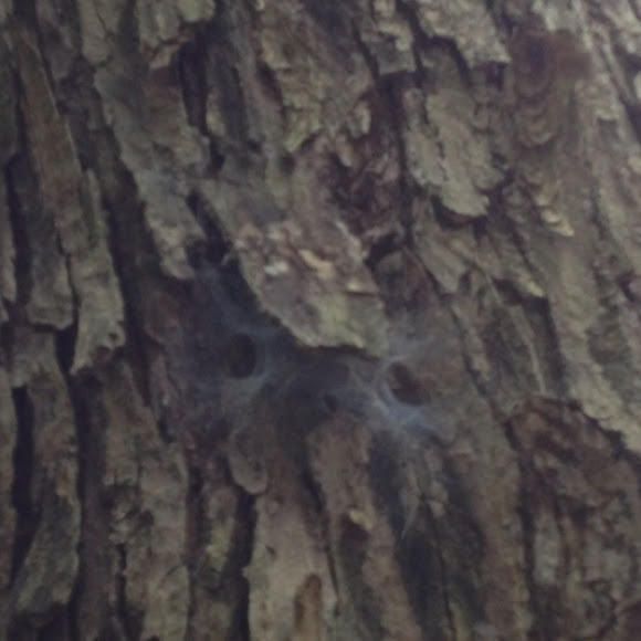Spotting Image 1