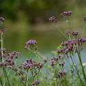 Tall Verbena