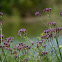 Tall Verbena