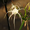 Spider Lily