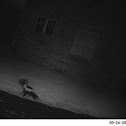 striped skunk
