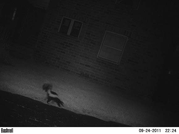Spotting Image 1