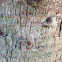 Saw palmeto ou en français palmier scie
