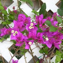 Bougainvillea