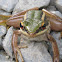 Common Greenback