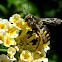 Mason or potter bee/ Abeja alfarera.