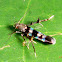 Cosmet Moth