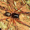 Ground Sac Spider