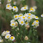 daisy fleabane