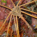 Arrow Crab