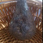 Sugar Beet