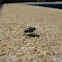 Common House Fly