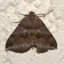 Noctuid Moth