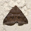 Noctuid Moth