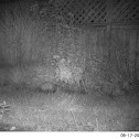 Virginia oppossum