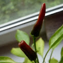 Bird's eye Chili