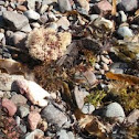 Irish Moss