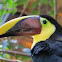 Black-mandibled Toucan