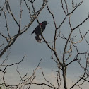 Red-winged blackbird
