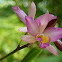 Orchid