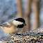 Black-capped Chickadee