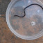 Worm snake