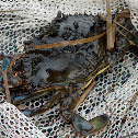 Blue Crab
