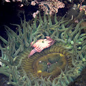 Sea Anemone
