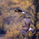 Northern Harrier