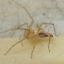 Lynx spider