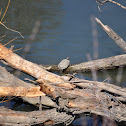 Red-eared slider