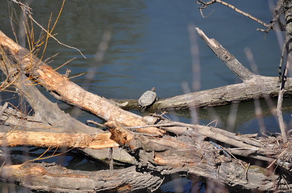 Spotting Image 1