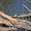 Red-eared slider