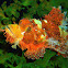 Reef Scorpionfish.