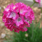 Sea Thrift