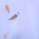 polychaete polytroch