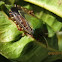 Stink bug