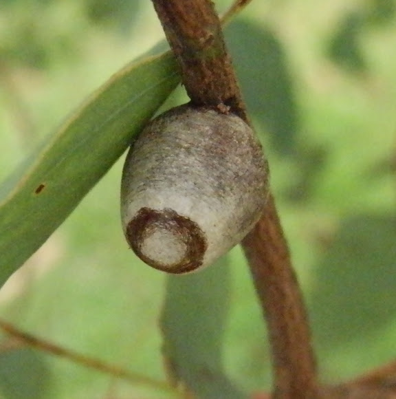 Spotting Image 1