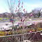Japanese Magnolia or   Flowering Tulip magnolia Tree (early buds)