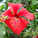 Hibisco Vermelho