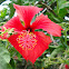 Hibisco Vermelho