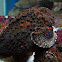 stone fish