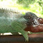 Chameleon