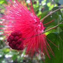 Powder Puff Plant