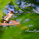 The Great Reed Warbler