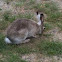 White-tailed Jackrabbit