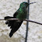 Hummingbird