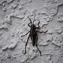 Backyard Bugs of Pennsylvania