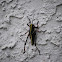 Eastern Lubber Grasshopper Nymph